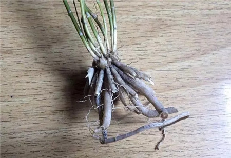 文竹烂根