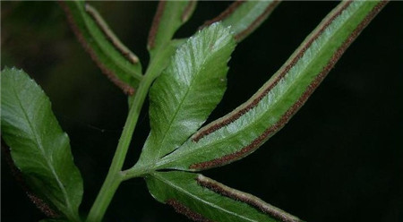 凤尾蕨叶子发黄的原因