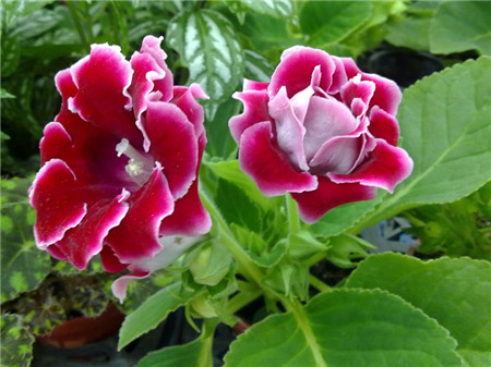 大岩桐烂球了怎么办