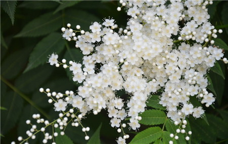 珍珠梅叶子发黄——浇水过多