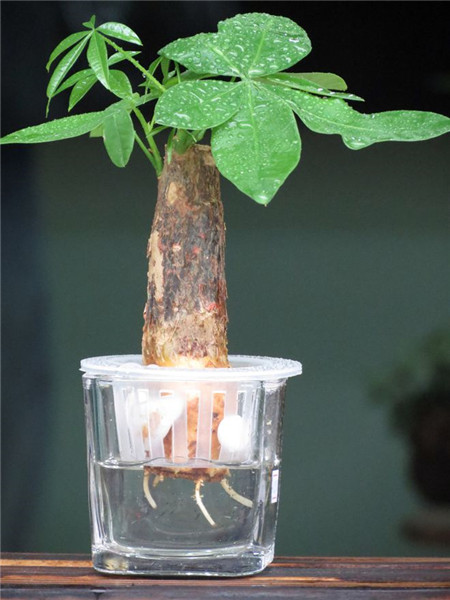 水培发财树的水位不要太高