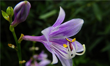 图片玉簪花烂根