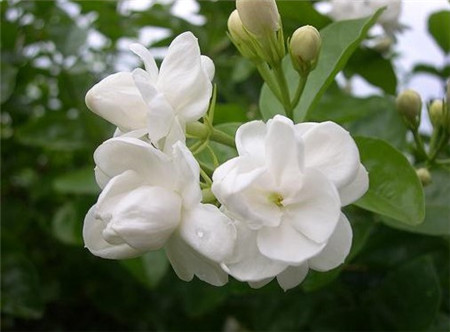 茉莉花叶片干青的原因