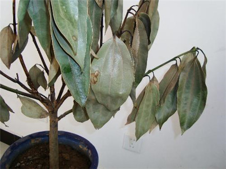 平安树烂根方法