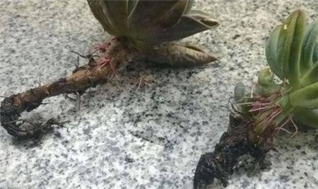 多肉植物腐烂部位