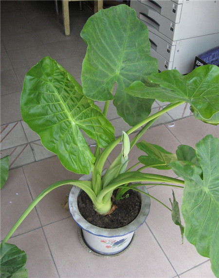 水培滴水观音烂根的原因