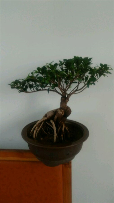 人参榕生长环境不稳定