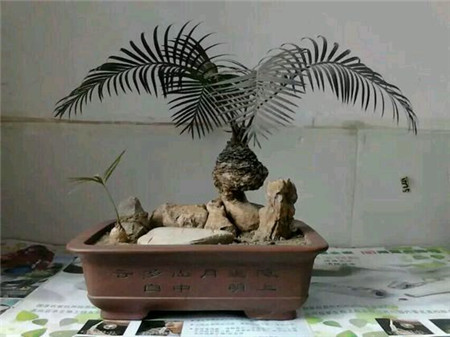 苏铁叶子长太长是水肥不当