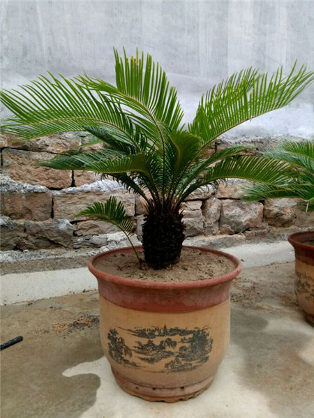 苏铁叶子生长注意事项