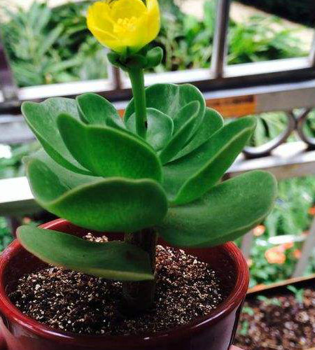 金钱木叶子发黑的原因