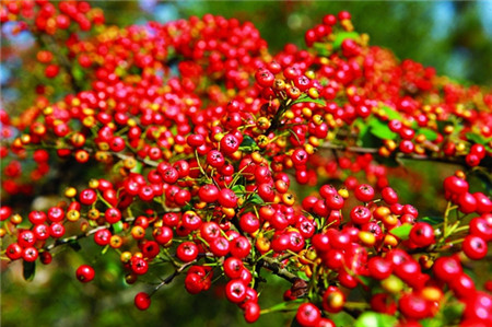 火棘果实