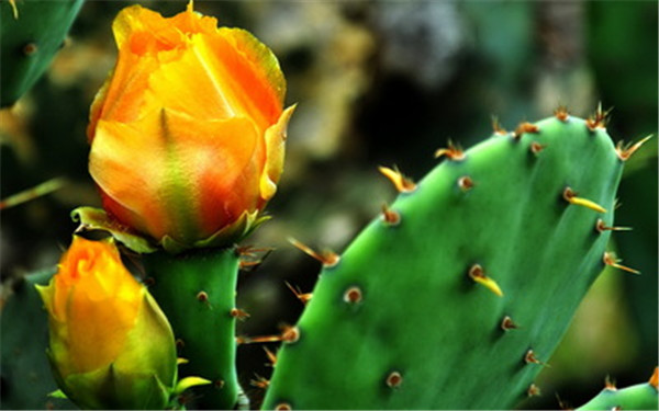 花朵似火的仙人掌