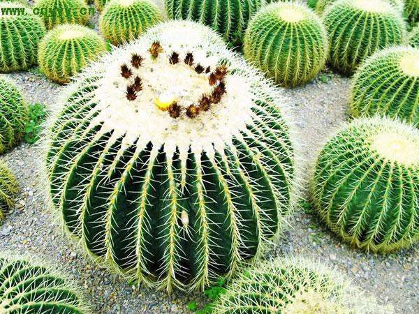 圆润带刺的仙人掌