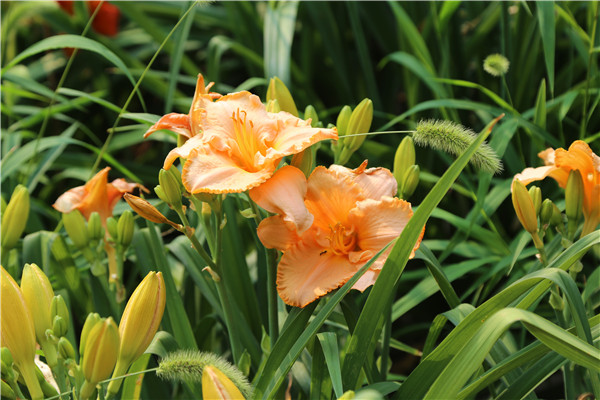 橙色萱草花