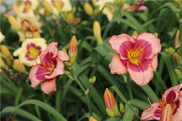 萱草——母亲之花