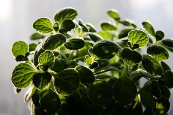 生长茂密的碰碰香