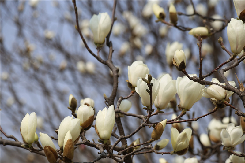 白玉兰图片欣赏
