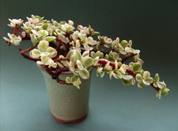 彩云之南，雅乐之舞