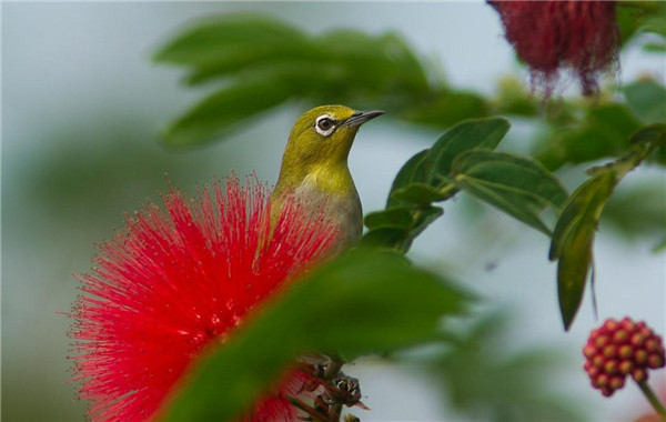 朱缨花图片欣赏