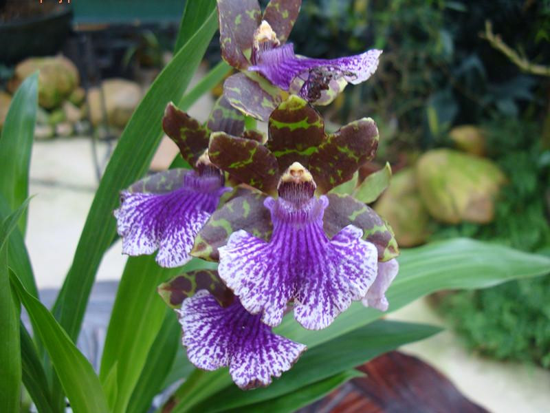 高贵典雅紫香兰