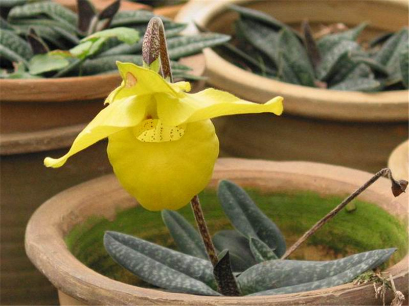 地生的杏黄兜兰