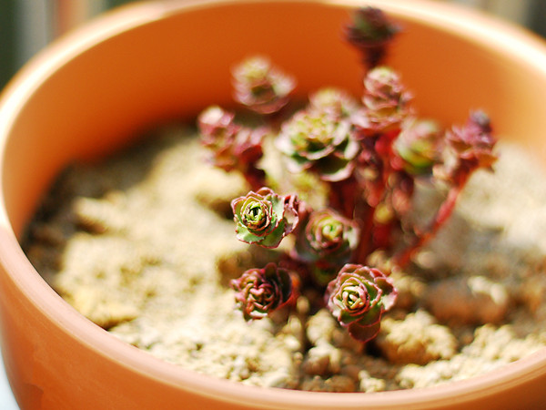 小球玫瑰美图欣赏