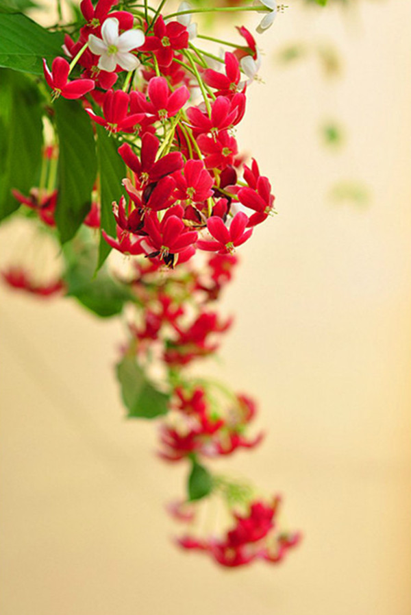 谦谦君子，温润如玉——使君