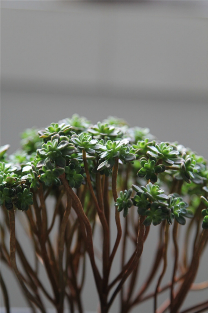 小人祭：人小鬼大爱低头