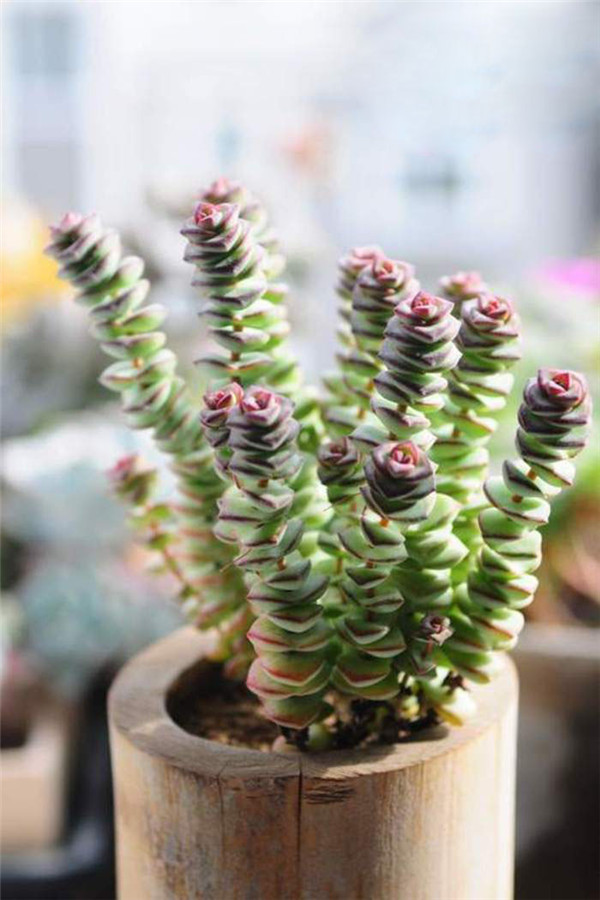 经典中的经典，超牛钱串