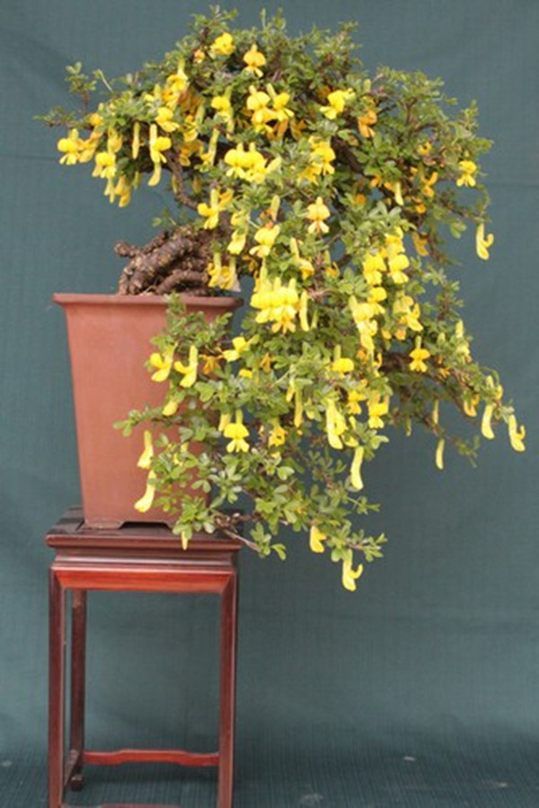 锦鸡儿盆景的图片