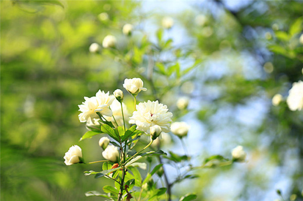 白色木香花高清图片