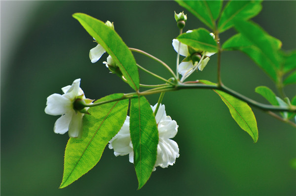 香气迷人的白色木香花