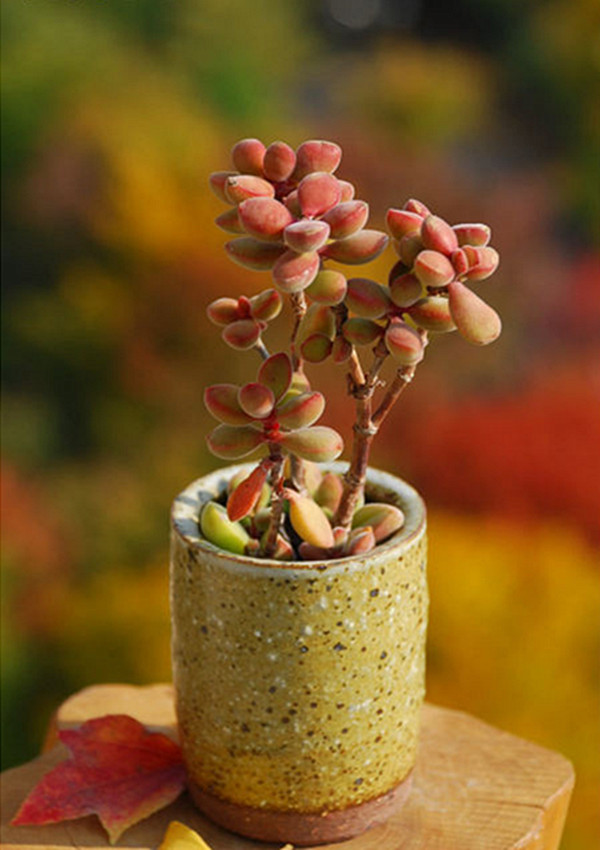 若歌诗图片赏析