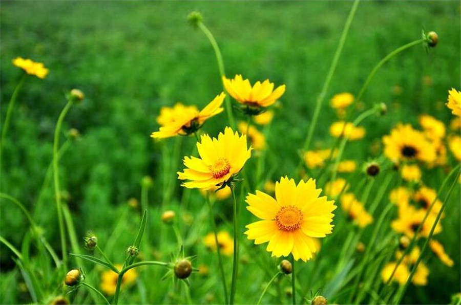清新的原野黄黄的蟛蜞菊
