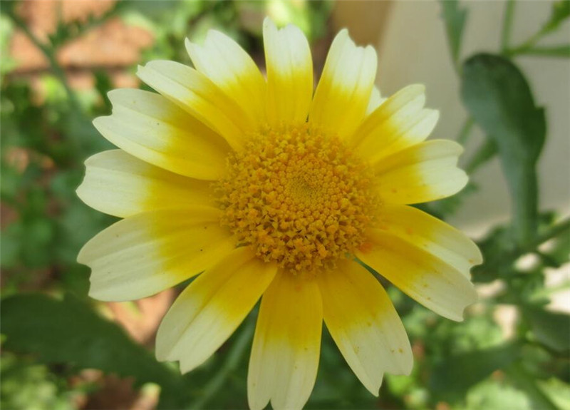 茼蒿菊还是茼蒿菜