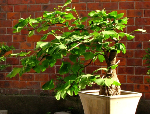 银杏盆景图片