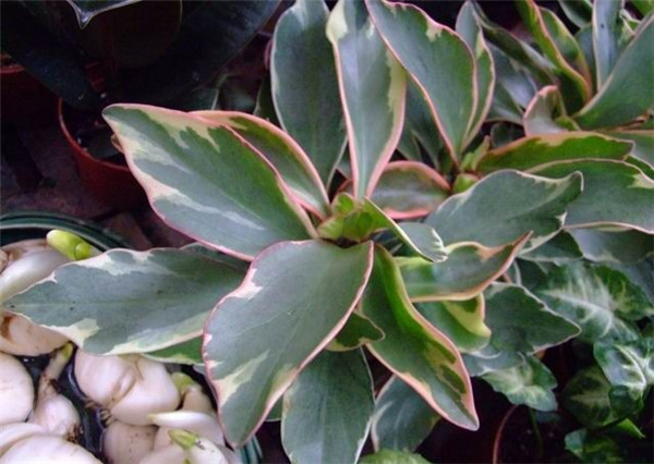 红边椒草美图欣赏