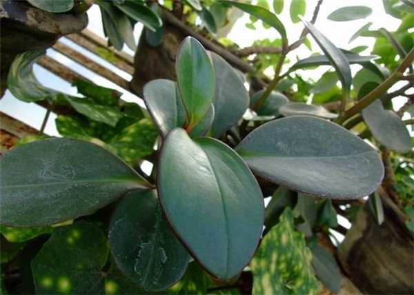 红边椒草图片欣赏