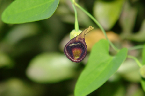藤本植物马兜铃