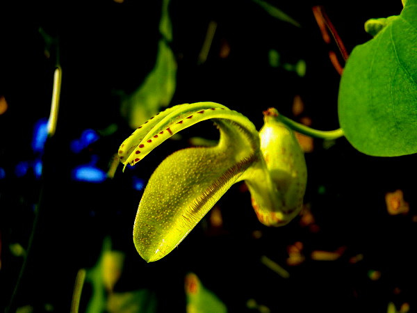 马兜铃花刚开的样子