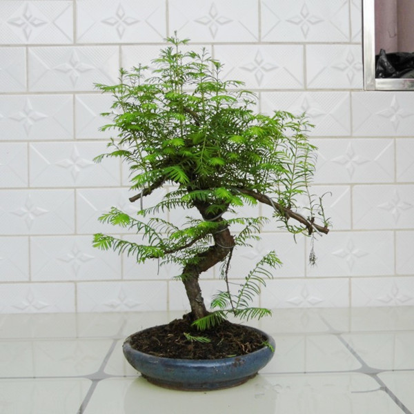 植物王国的活化石——水