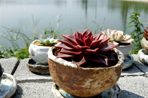 罗密欧，你的朱丽叶呢？