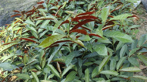 红背桂美图欣赏