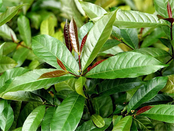 红背桂，鲜艳的颜色