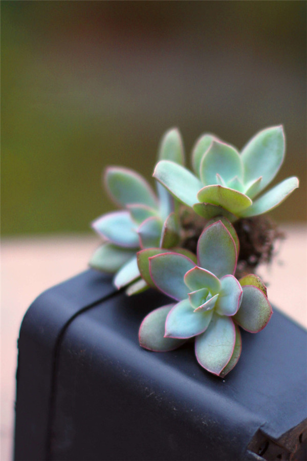 月色扫不开，居然广寒宫