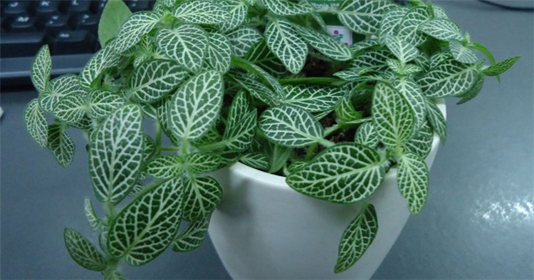 网纹草图片欣赏