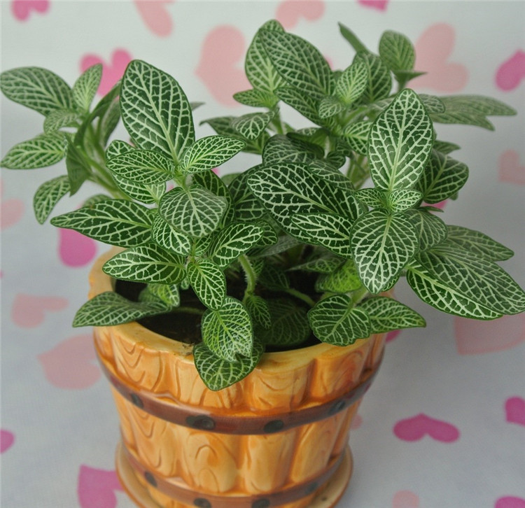 网住你的心——网纹草