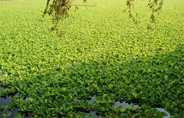 大薸——奇葩的名字