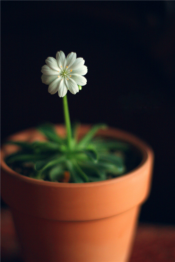 岩石园的宠儿——露薇花