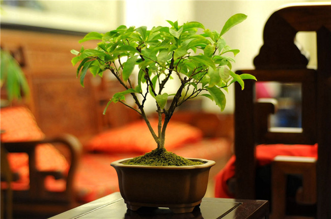 非洲茉莉，以花传情